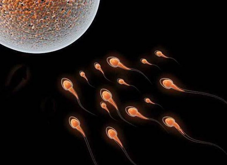 日本藤素可增強精子品質 有助受孕